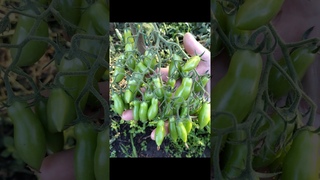 Самый лучший томат в мире 2024г.!Высокоурожайный, вкусный и сладкий томат сортаЧЕРРИ ПИСЮН ЛИЛИПУТА!