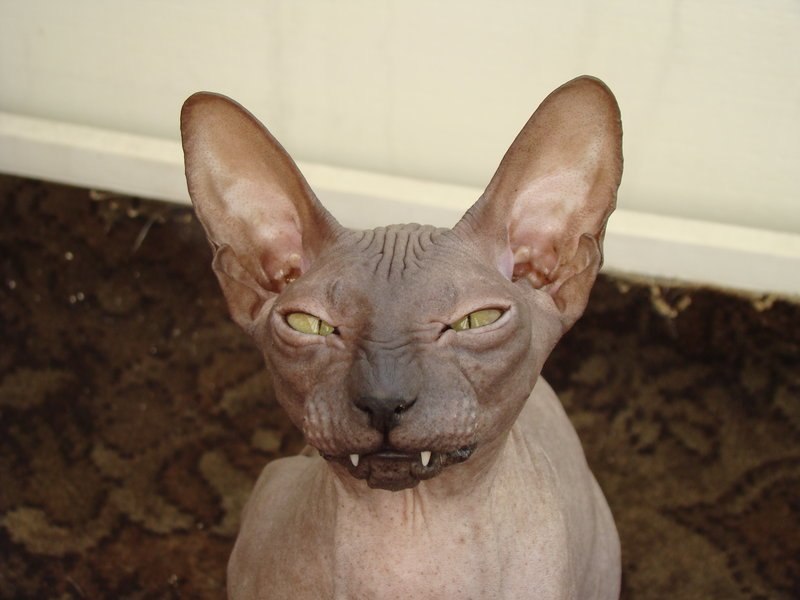 Андрей Рыбин | Санкт-Петербург