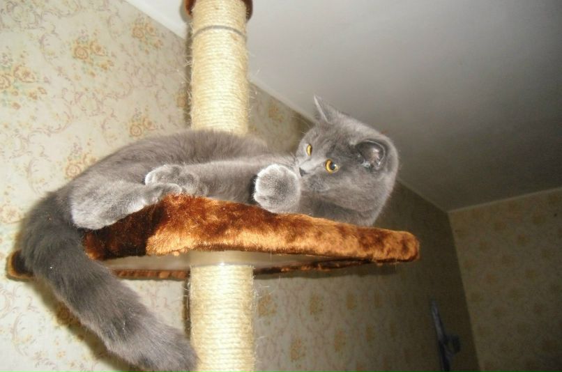 Света Касаткина | Лесной