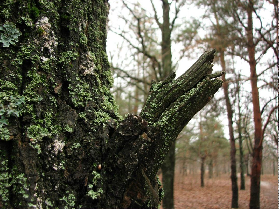 Святослав Жучков | 