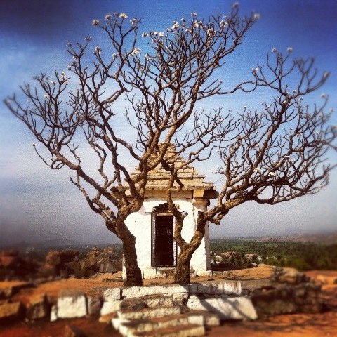 Candy Candy | Goa