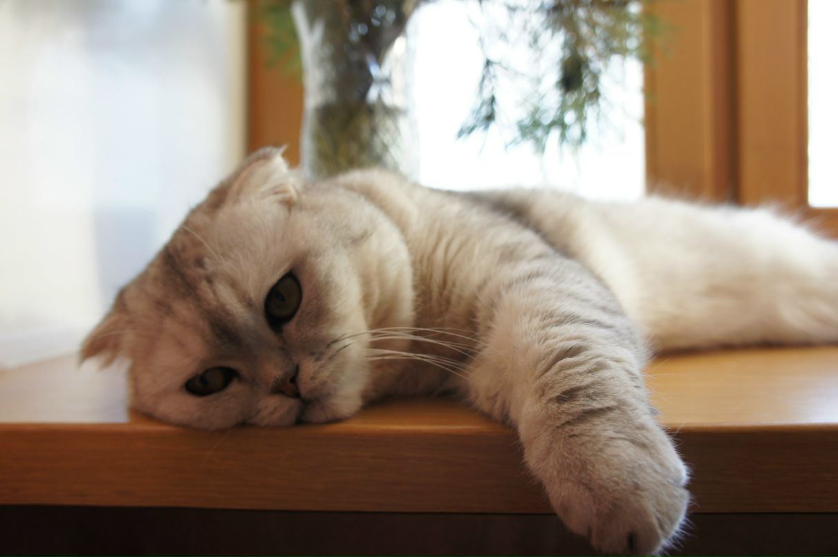 Лидия Иванова | 