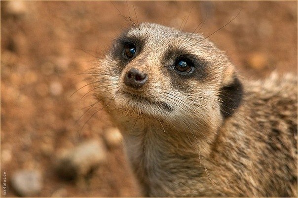 Алиса Виноградова | Череповец