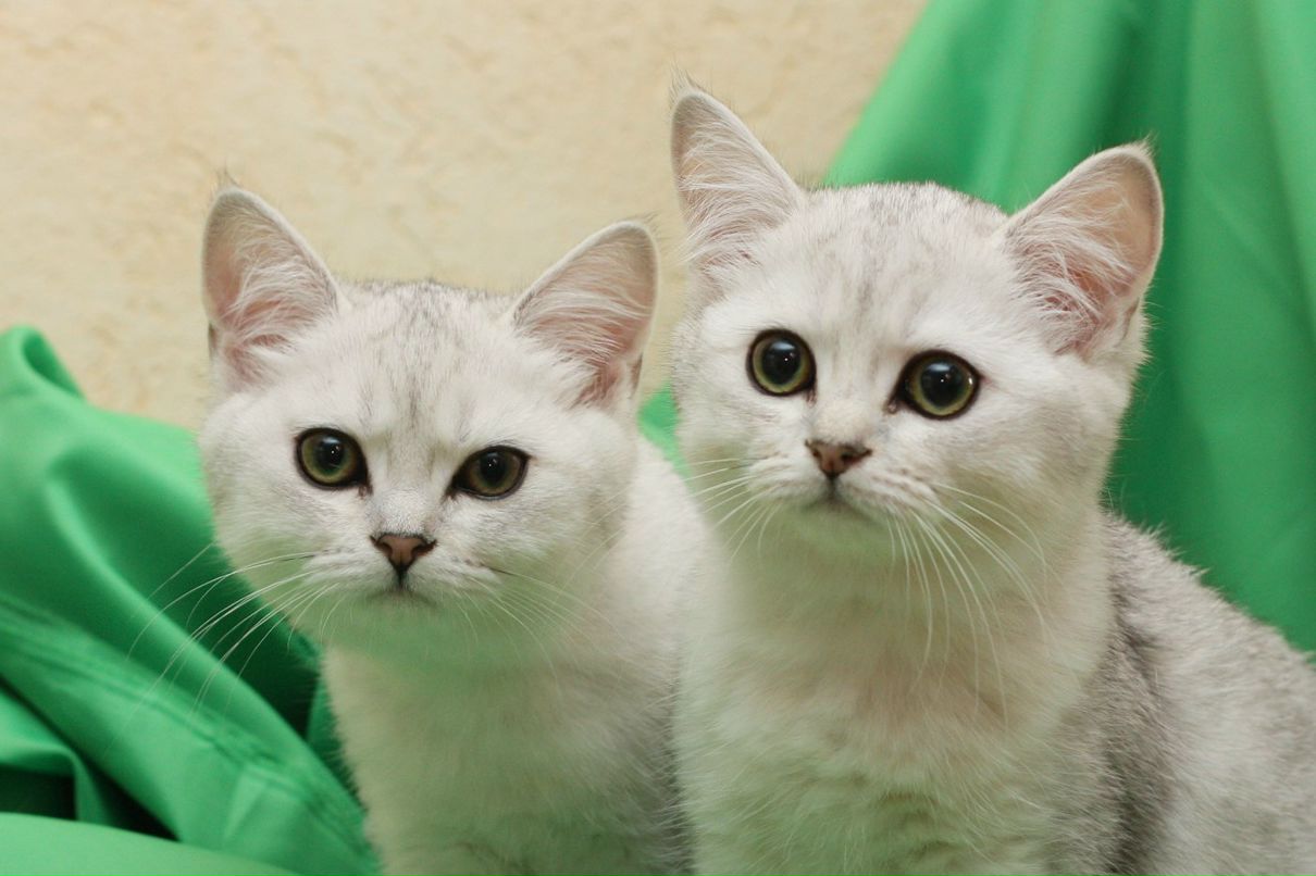 Карина Шиленкова | Могилёв