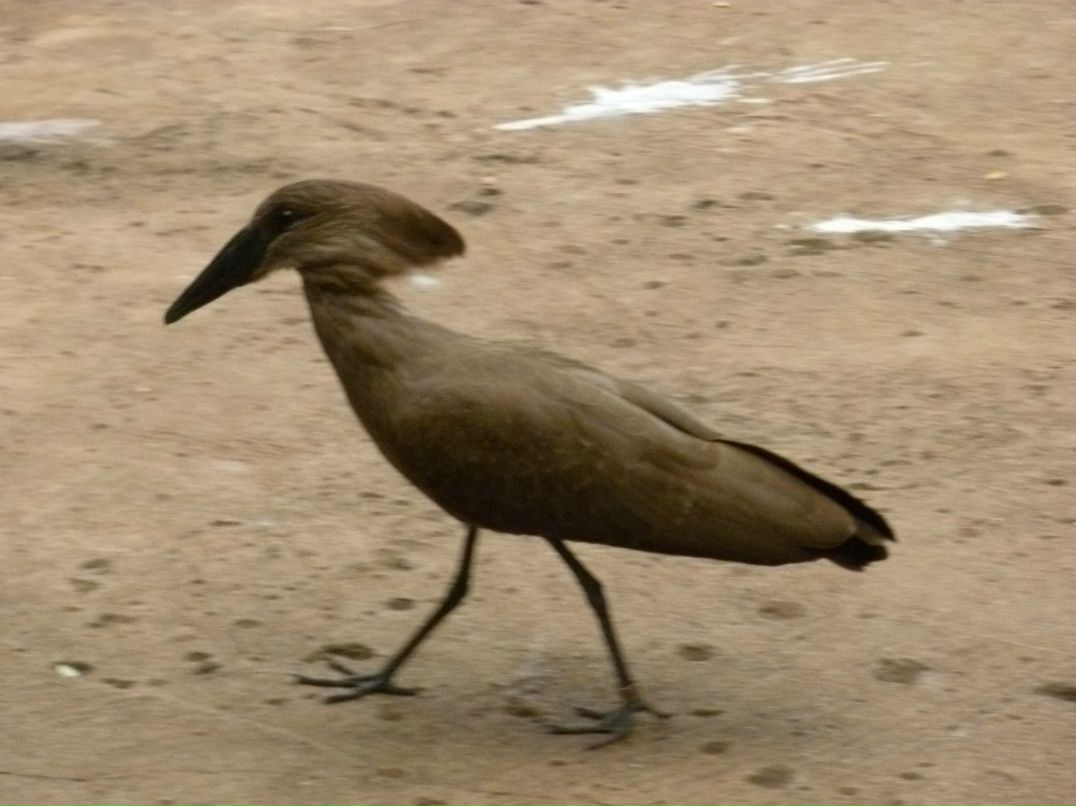 Лариса Федорова | New York City