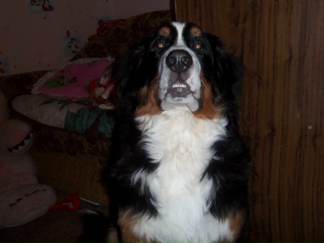 Екатерина Сибиренко | Никель