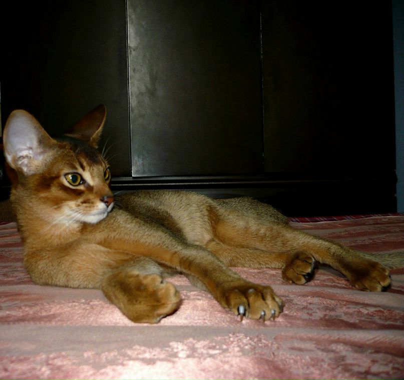 Ленуска Тебенадо много | Москва