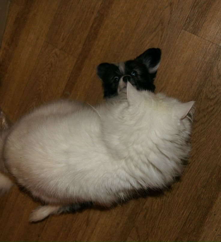 Наталья Ванина (Плигина) | Санкт-Петербург