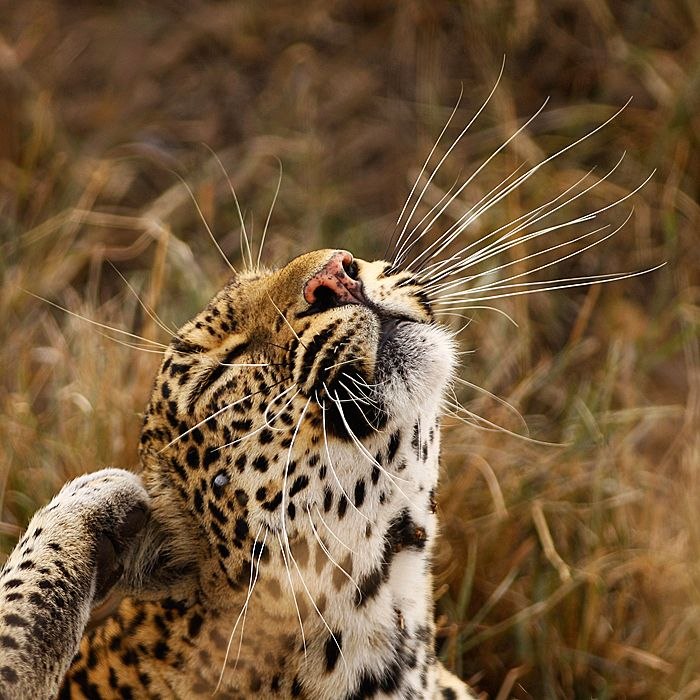 Владимир Дмитриев | Владимир