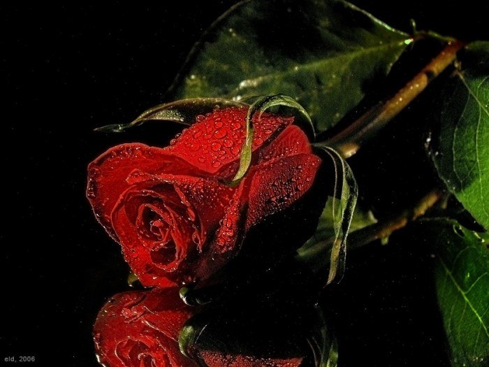 Ольга Сопко | Roma