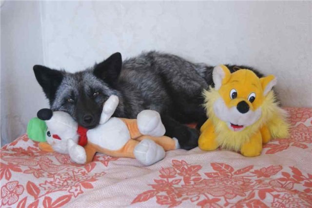 Евгений Лис aka Добрый Хитрый Лунный Чёрный | Лисичанск