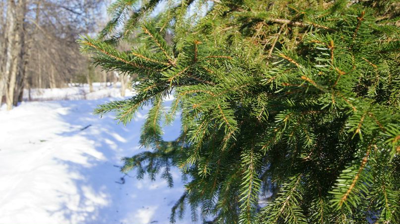 Анна Скубюк | Санкт-Петербург