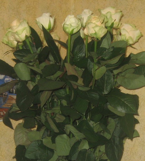 Елена Лифанова | 