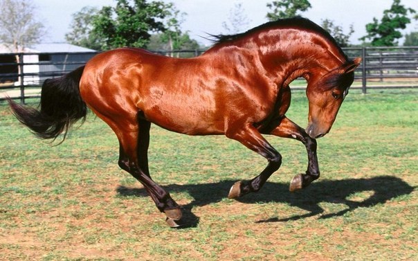 №75, Инга Кузнецова, Москва №75, Инга Кузнецова, Москва