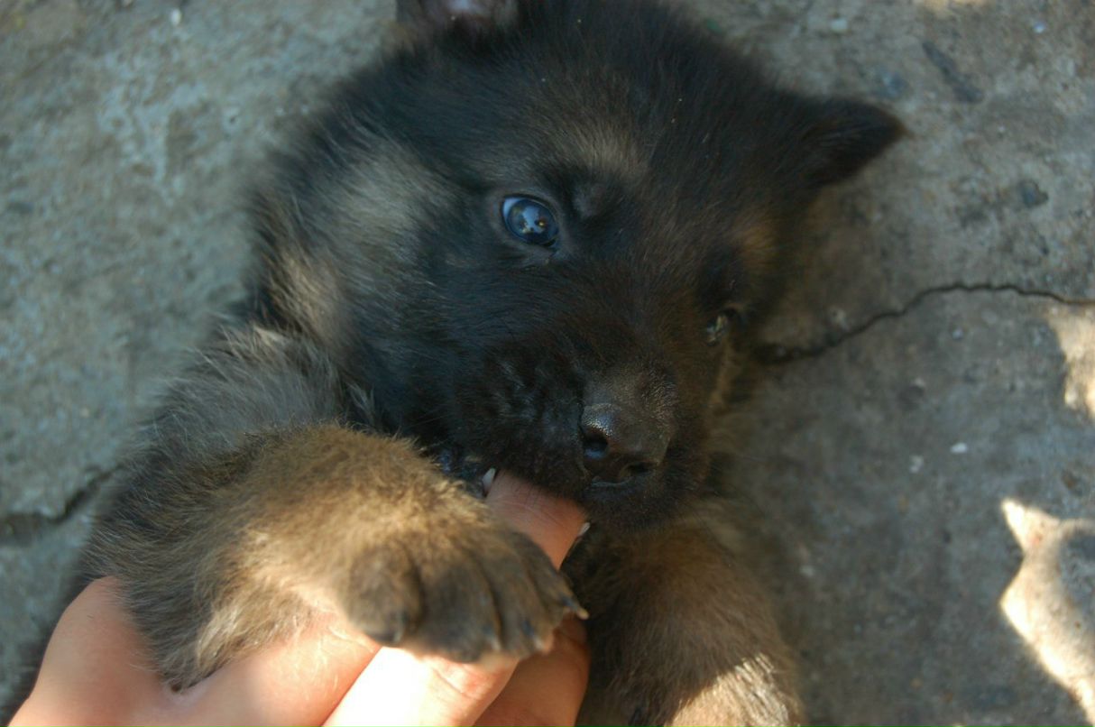 Александр Джанов | Николаев