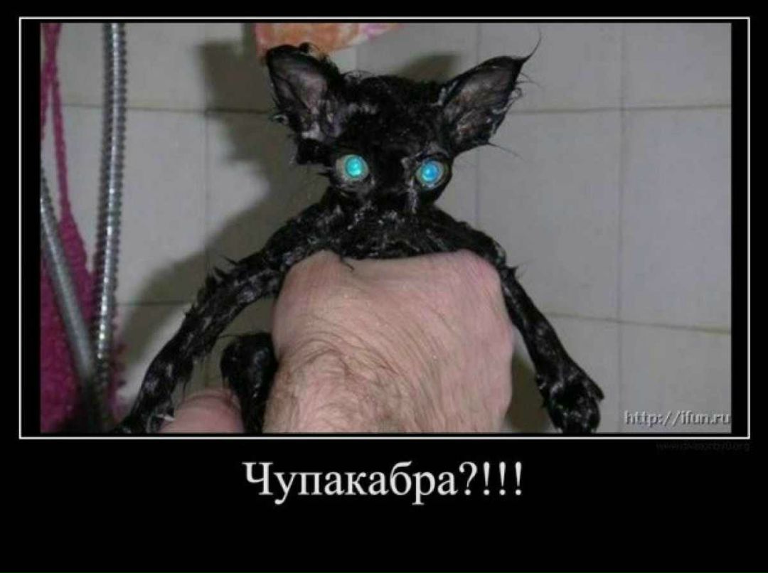 Дмитрий Диков Bombordir | Москва