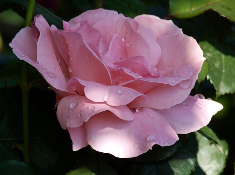 Василий Горшков | Санкт-Петербург