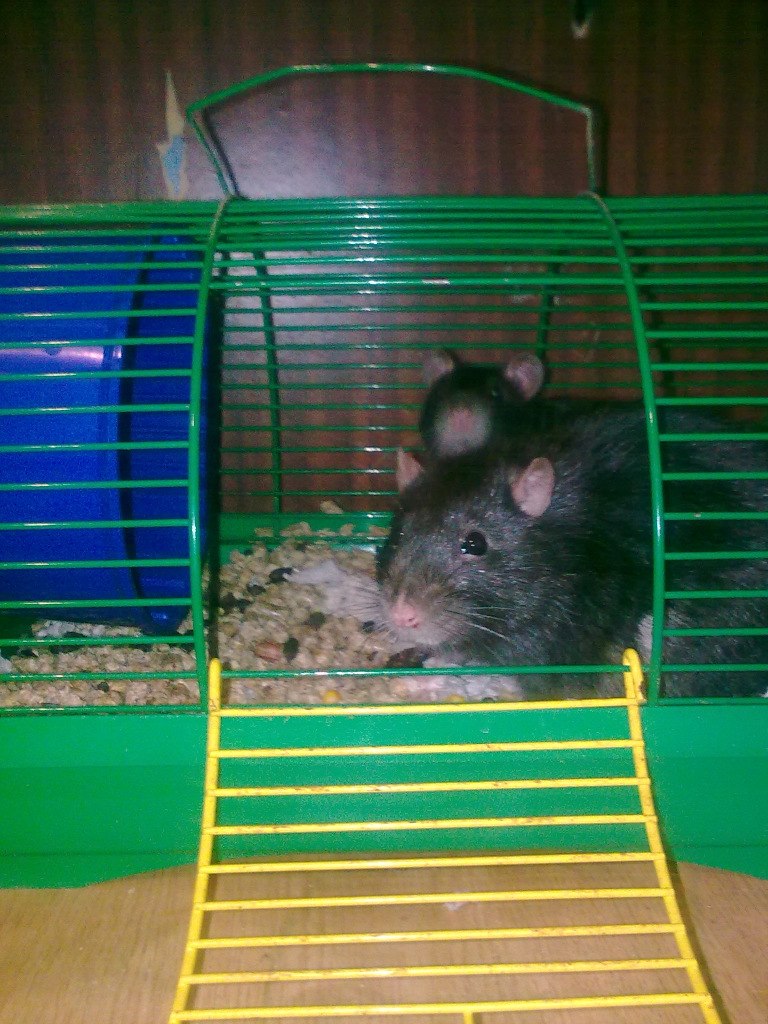 Дмитрий Черников Эдуардович | 