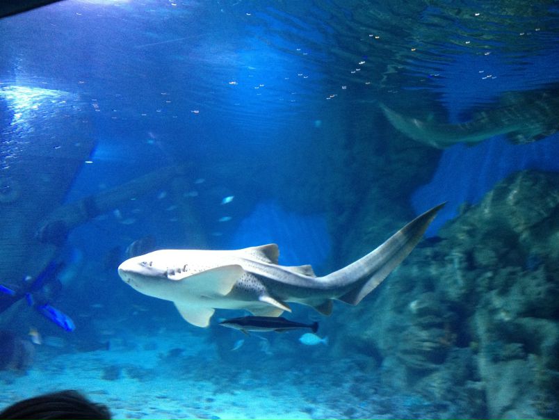 №66, Марианна Маркосян, 39 лет, Москва №66, Марианна Маркосян, 39 лет, Москва