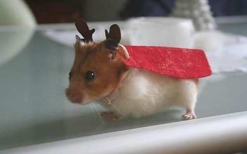 Сергей Митюченко | Днепр (Днепропетровск)