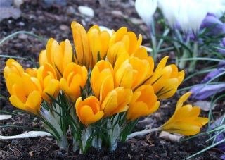 Алла Солнцева | Днепр (Днепропетровск)