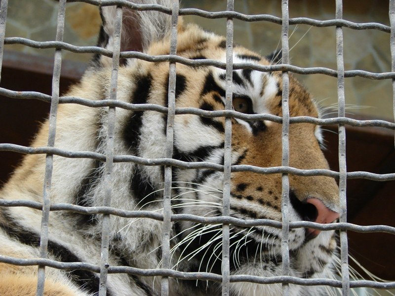 Марат Щелков NorNik | Санкт-Петербург