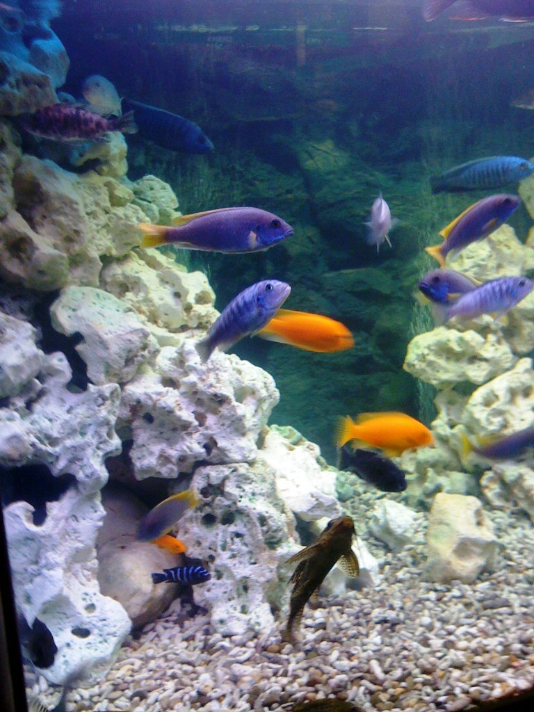 Елена Щербакова | Санкт-Петербург