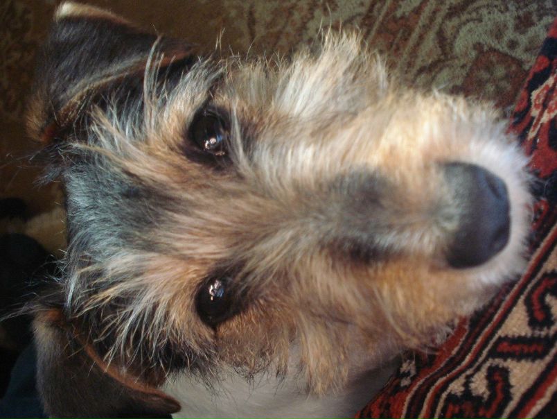 №116, Наталья Завадяк, Ужгород №116, Наталья Завадяк, Ужгород