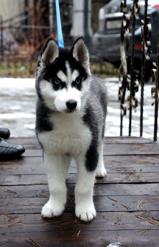 Роман Храповский | Минск