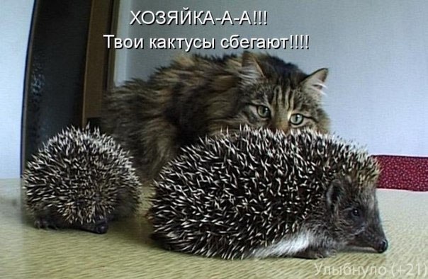Ирина Ерёмичева | 