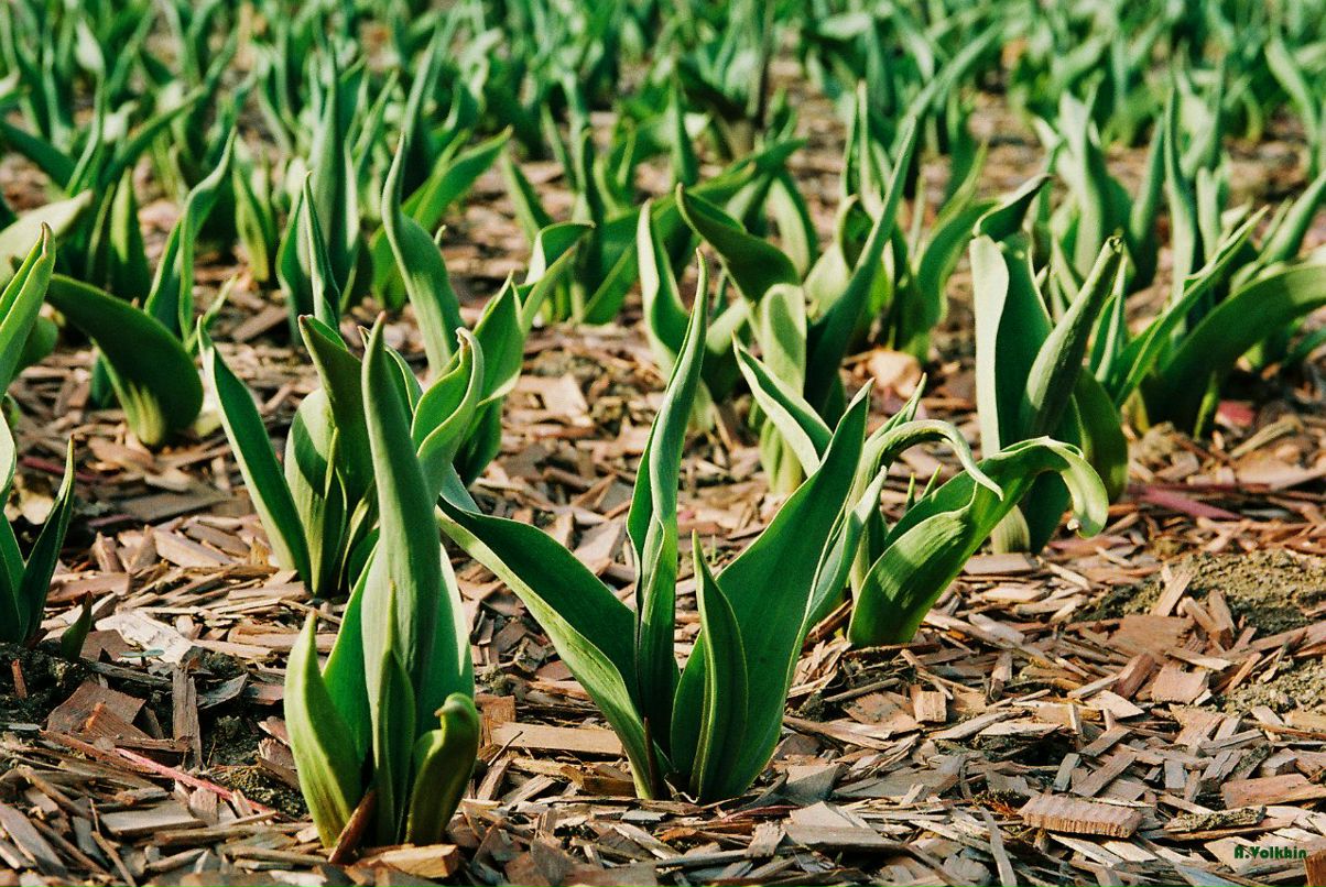 Вольхин Михайлович | 
