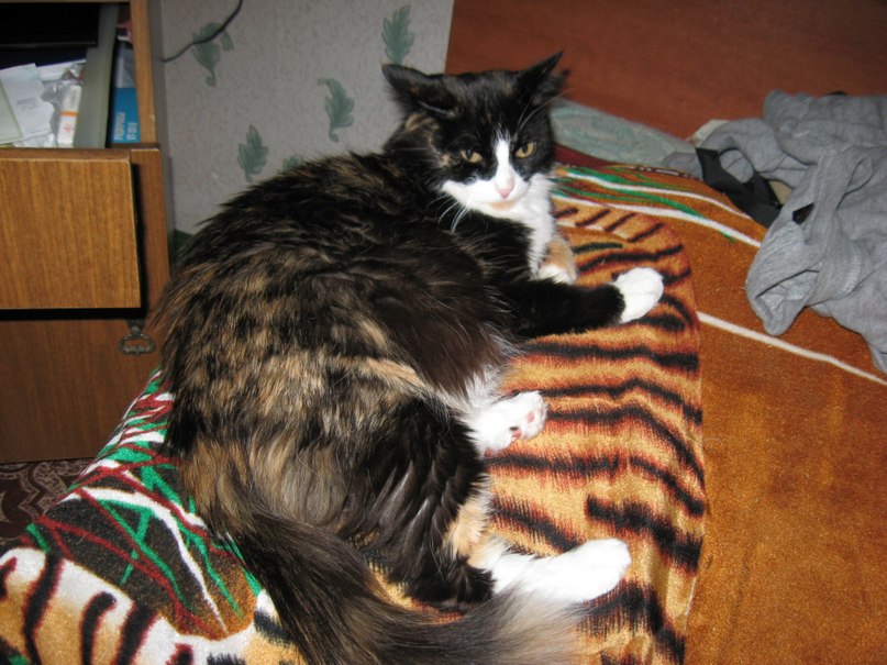 Андрей Певцов | Новосибирск