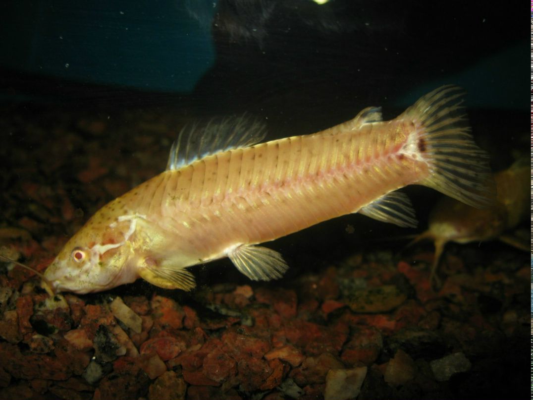 Динар Рахматуллин | Обухов