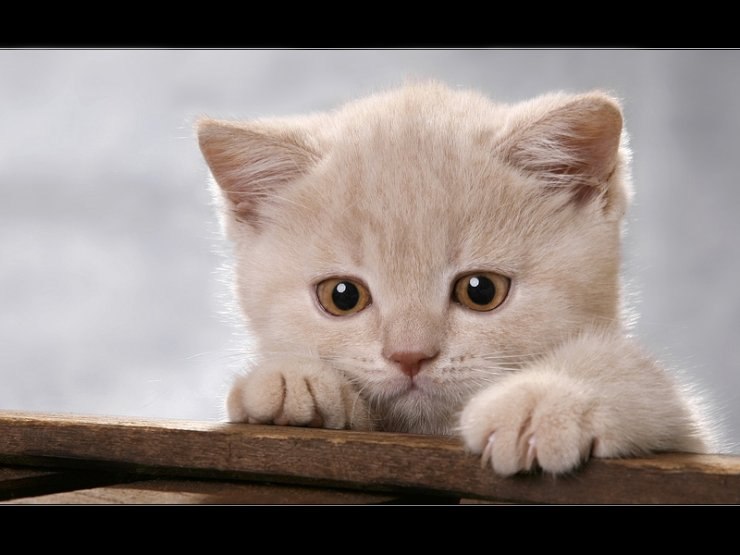 Елена Коваливская | Киев