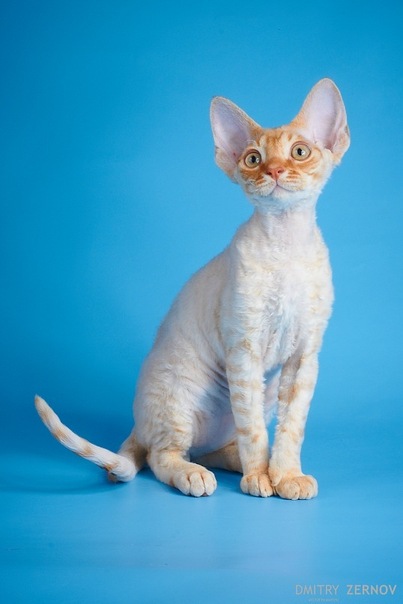 №81, Лиана Леонидовна, Приладожский , Россия №81, Лиана Леонидовна, Приладожский , Россия