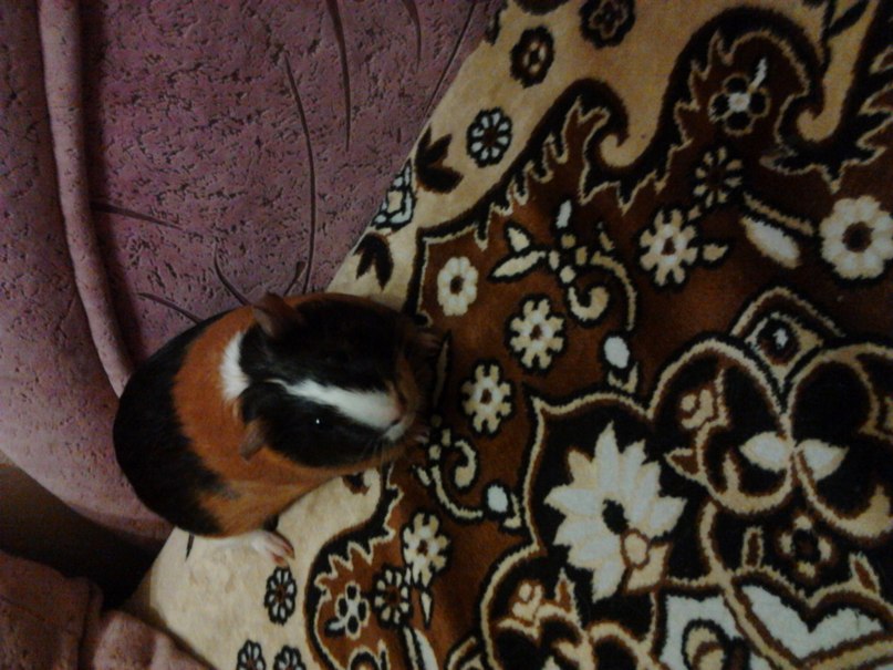 Танюшка Волкова ) | Нижний Новгород