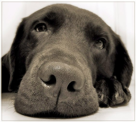 Максим Иванович | Москва