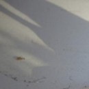 №86, Оксана Репина, 35 лет, Уфа №86, Оксана Репина, 35 лет, Уфа