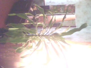 №1, Александр Карнаух №1, Александр Карнаух