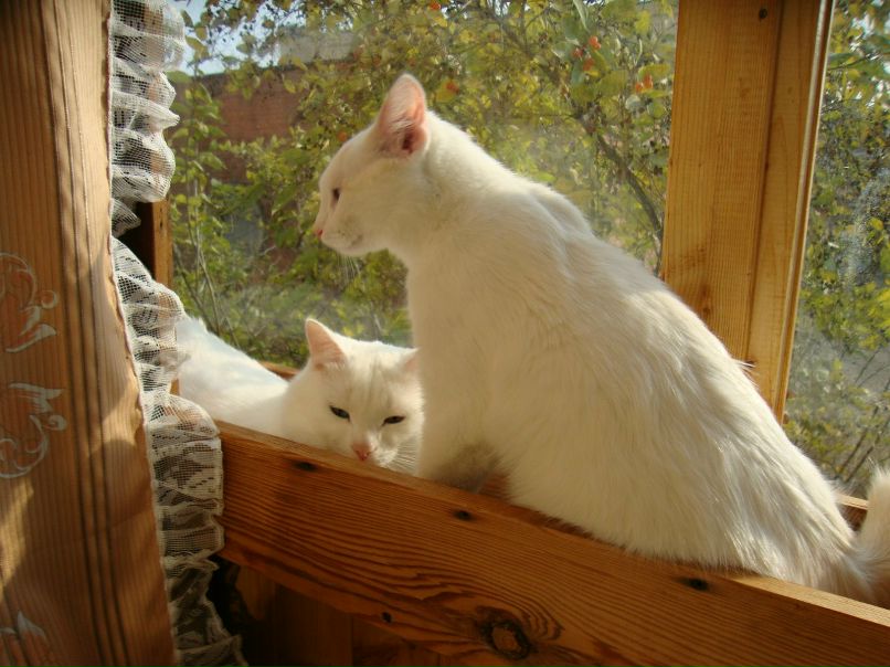 Александра Урядникова AnfiZZka | Лесной