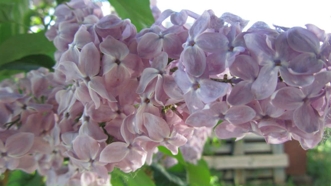 №37, Ирина Власова, Энгельс №37, Ирина Власова, Энгельс