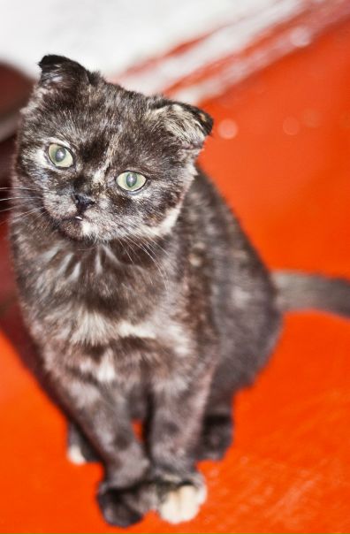 №63, Ольга Солнце, 38 лет, Волгоград №63, Ольга Солнце, 38 лет, Волгоград