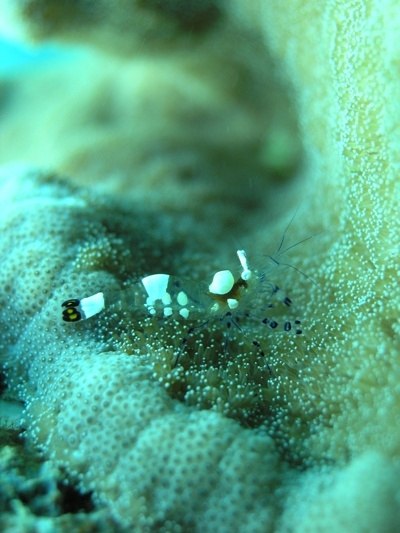 Александр Шамов | Архангельск