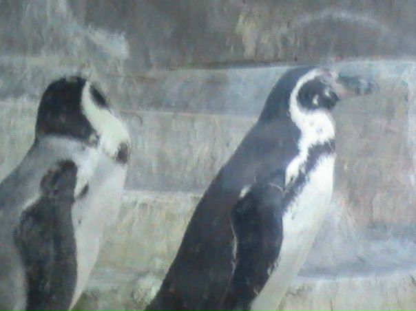 №1, Dguni Or №1, Dguni Or