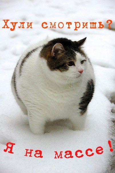 Костя Лотта Blazer | Днепр (Днепропетровск)