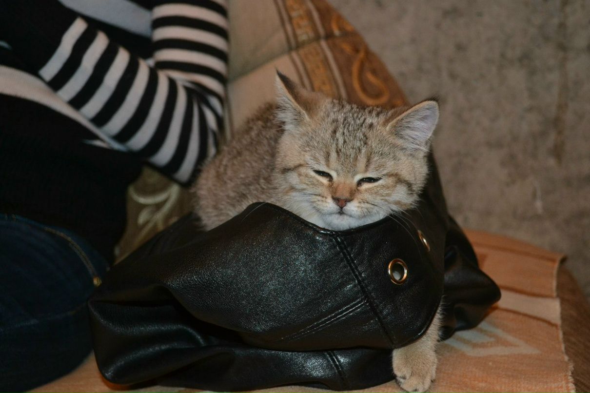 Наталия Мещерякова | Жуковский