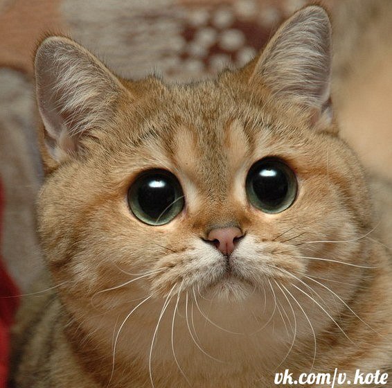 Вася Щукин | Мурманск