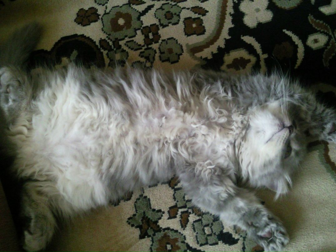 Андрей Мжачих | Калининград