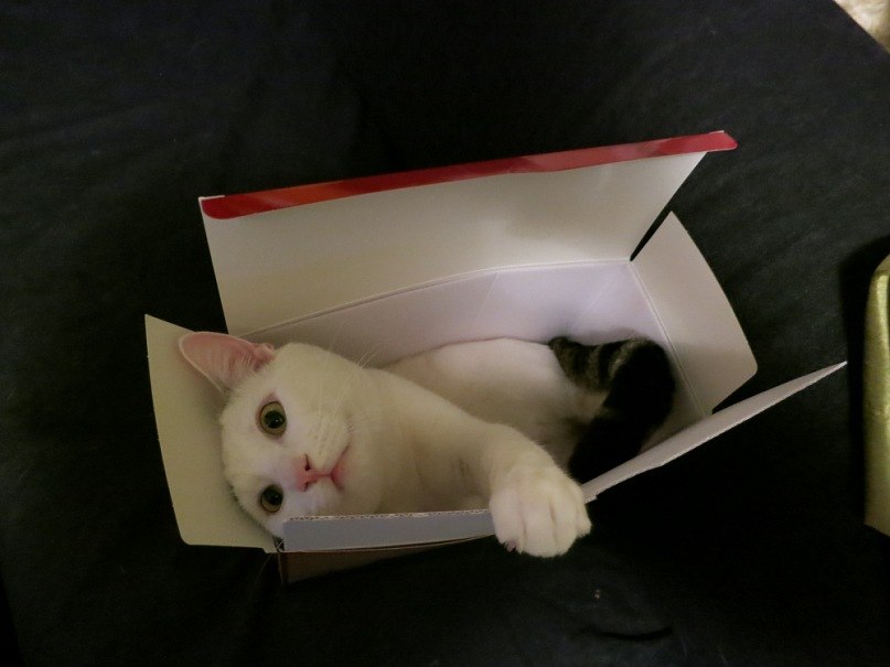 Inna Brook | New York City