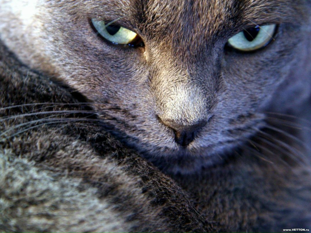 Андрій Кіт | 